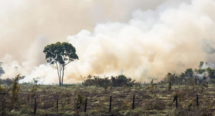 Photo d'une forêt ravagée en conséquence de l'élevage industriel