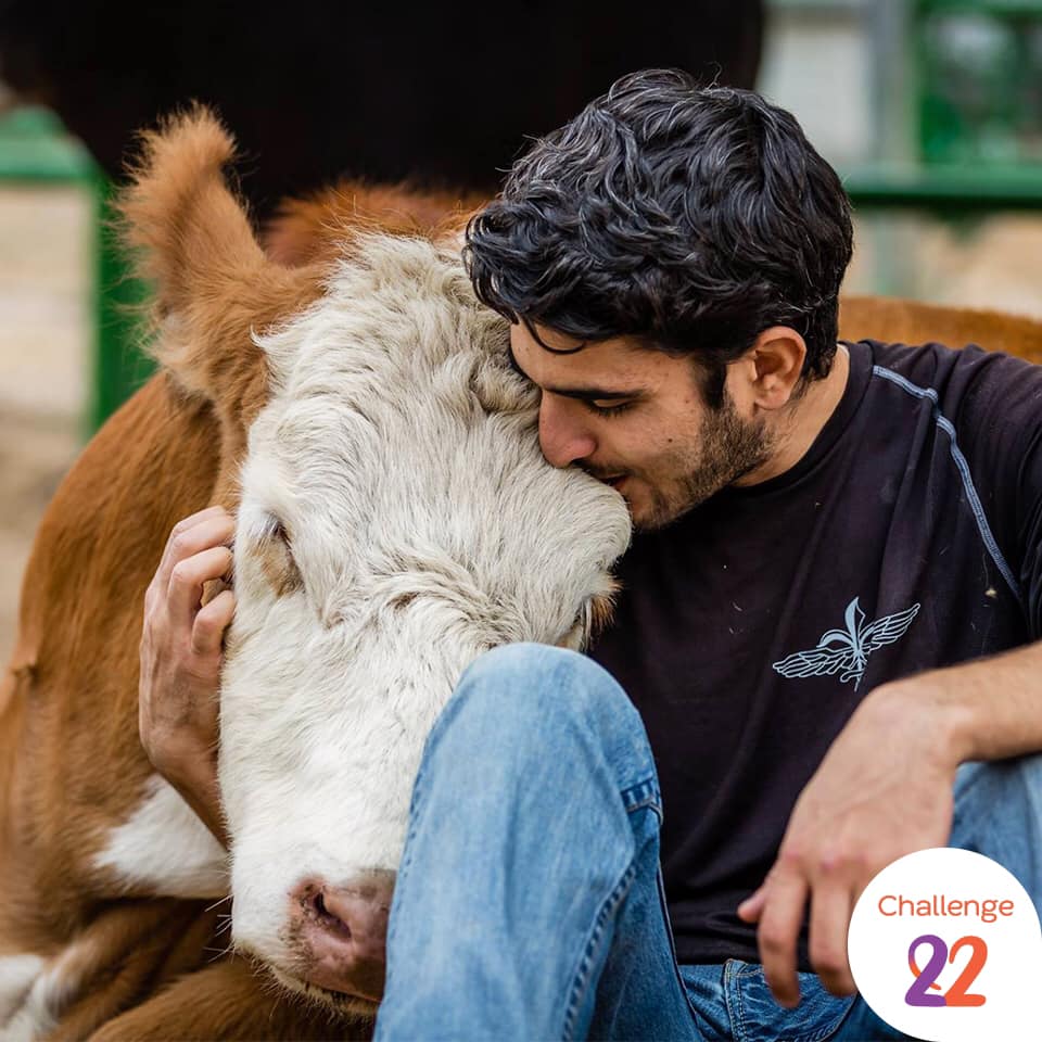Photo d'une vache caliné par un humain