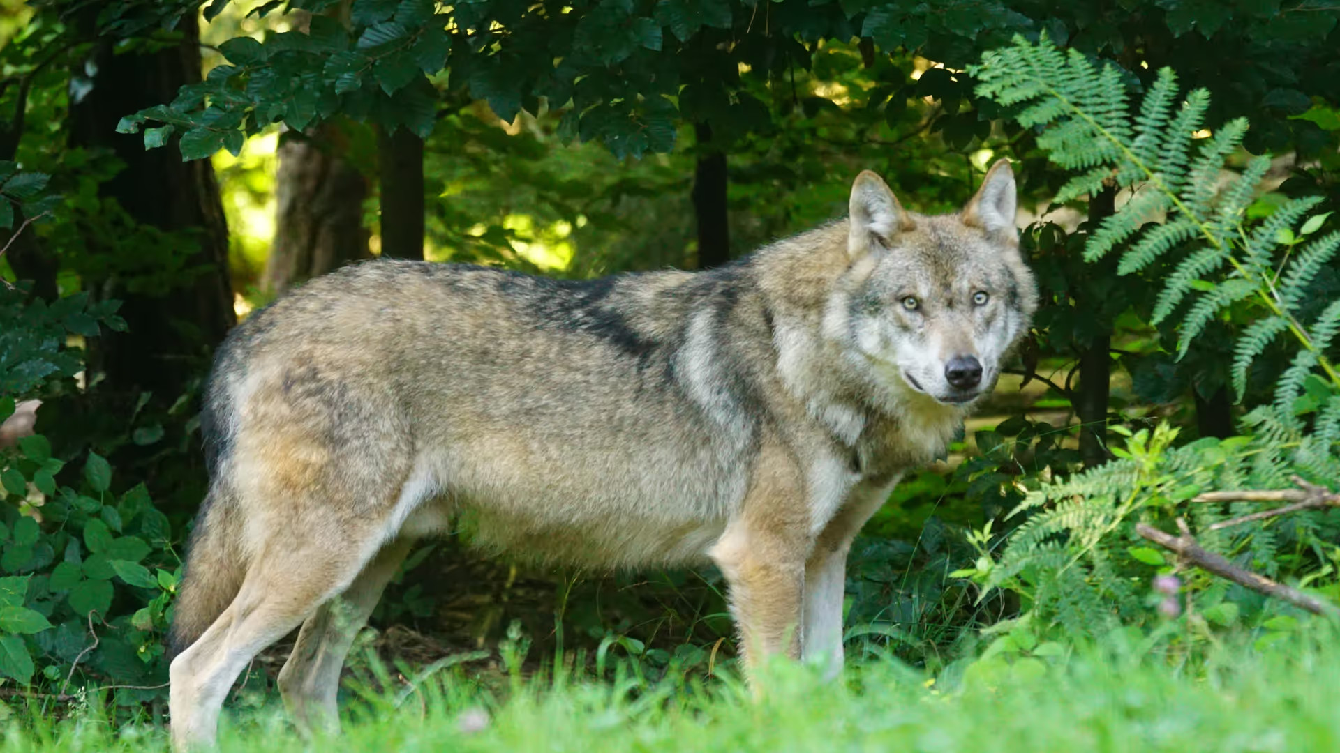 Photo d'un loup