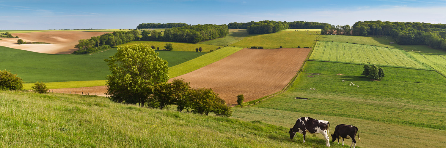 Photo d'un paysage montrant des vaches et des champs de diverses cultures